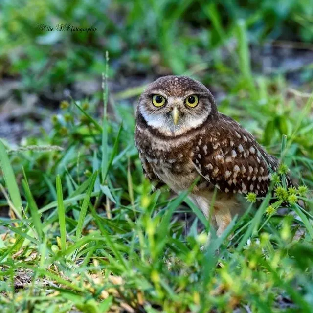 thumbnail for publication: Wildlife of Florida Factsheet: Burrowing Owl